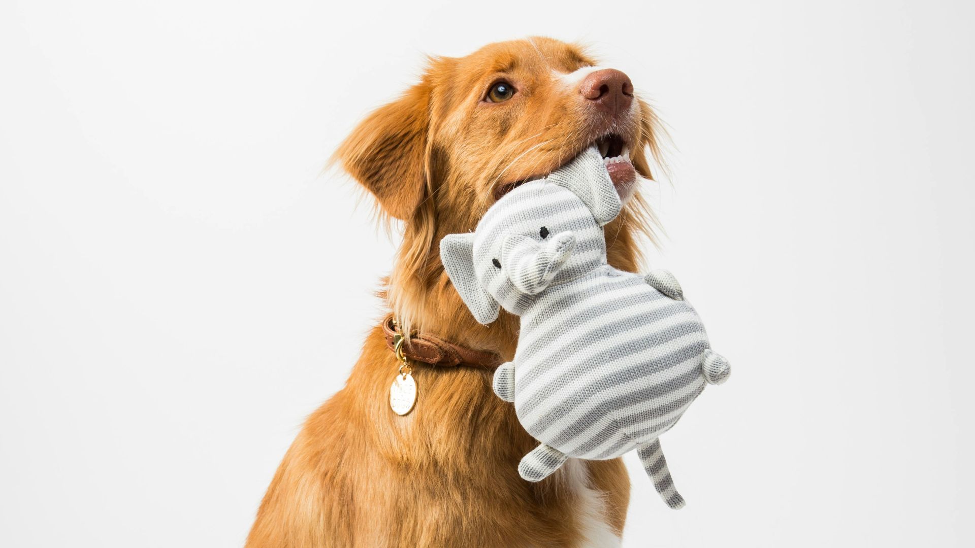 9. Le plan d'appréciation des animaux de compagnie