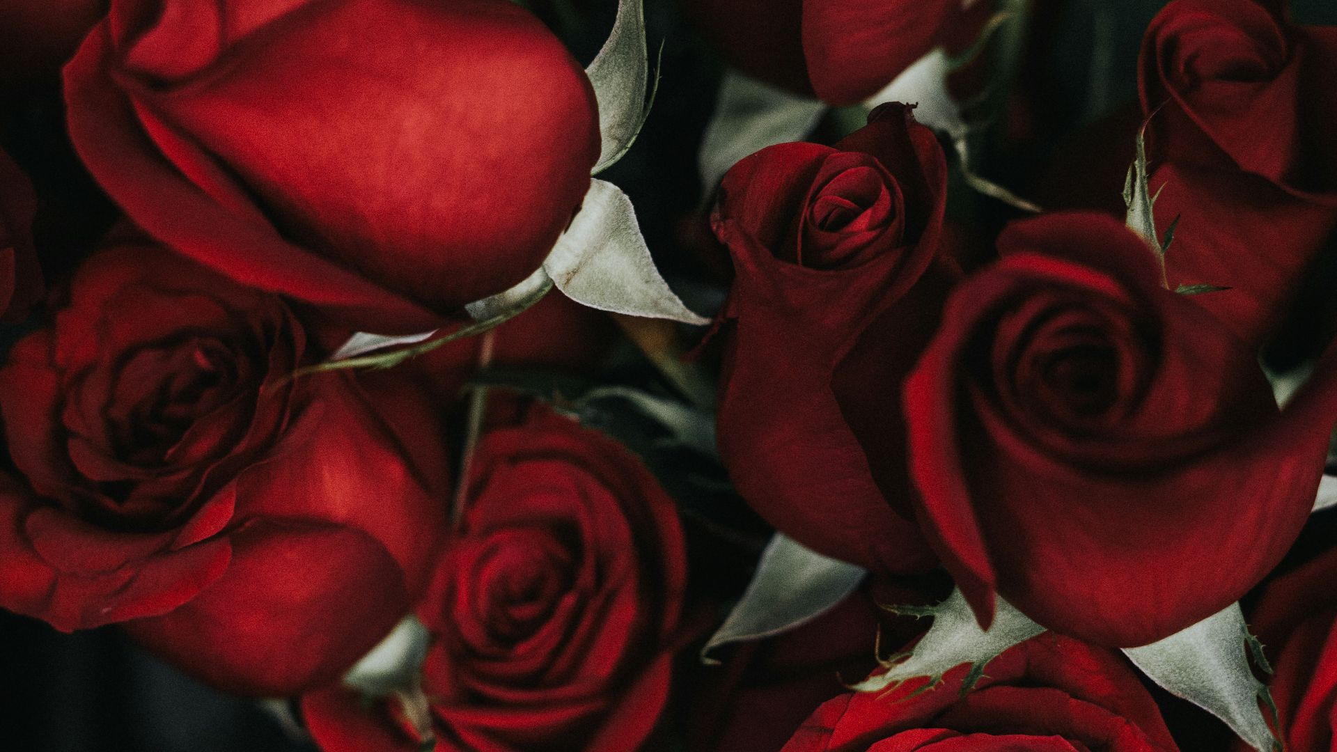 2. Les roses hors de prix