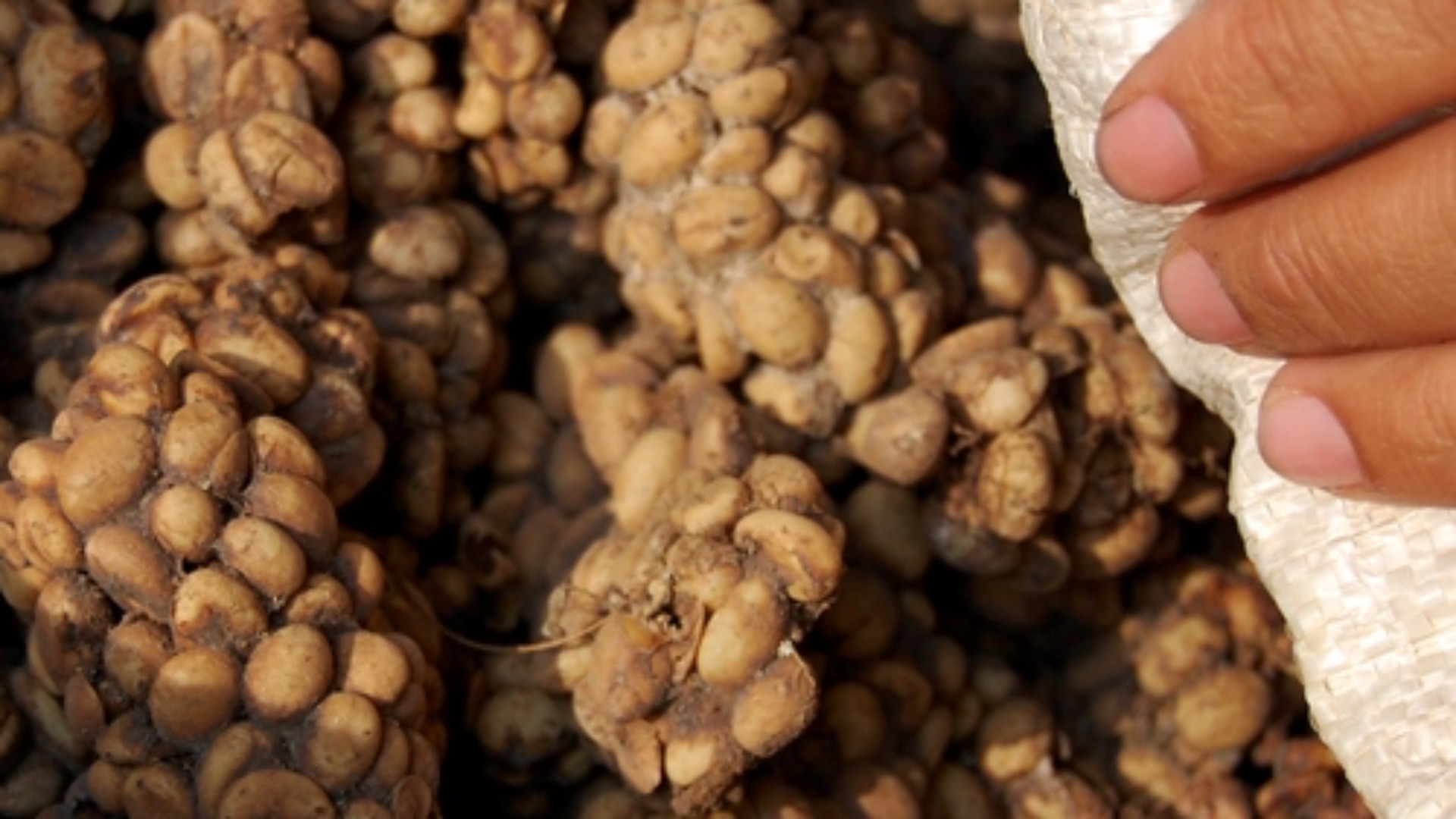 13. Kopi Luwak