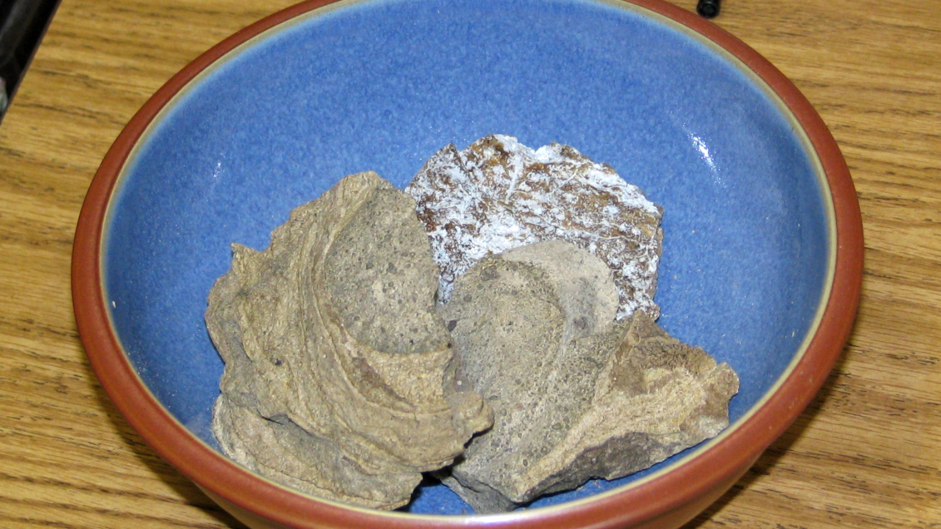 16. L'ambre gris