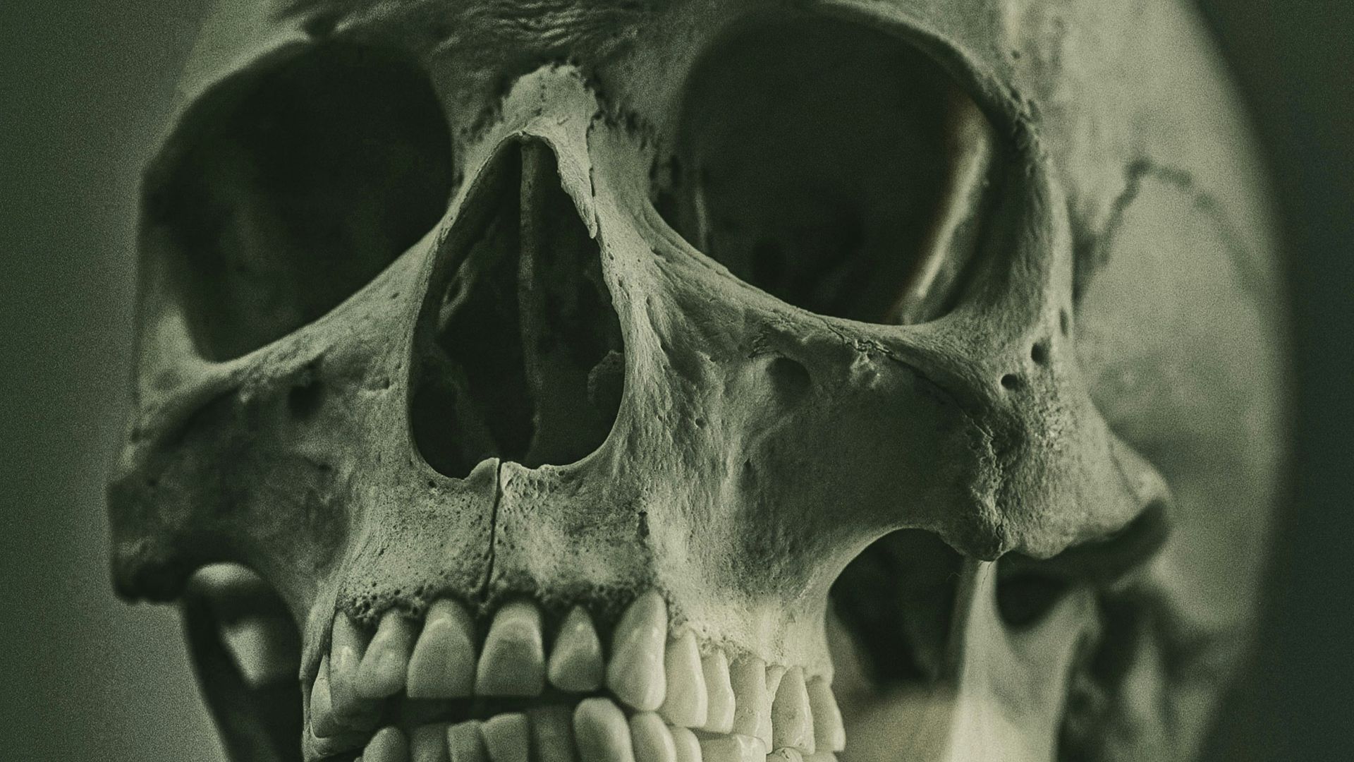 11. Le « crâne hurlant » de Bettiscombe