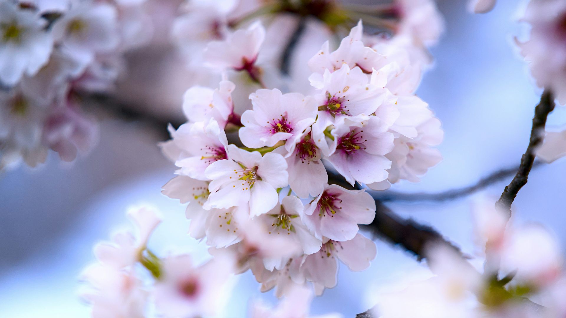 8. Biscuits aux fleurs de cerisier