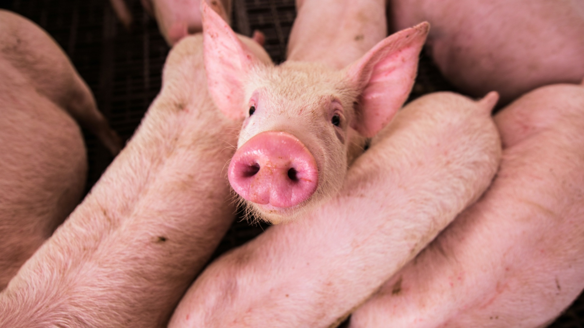 3. Elle peut se transmettre des animaux aux humains