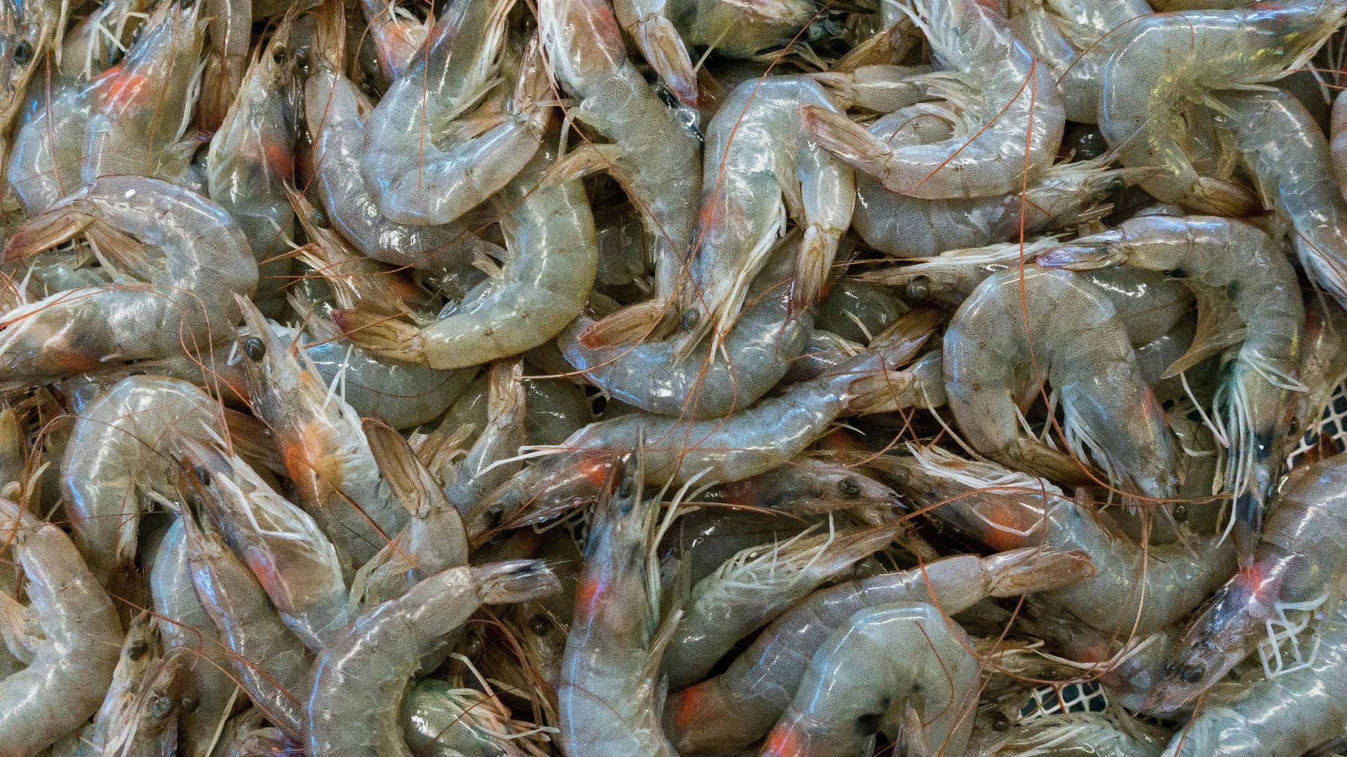 11. Crevettes