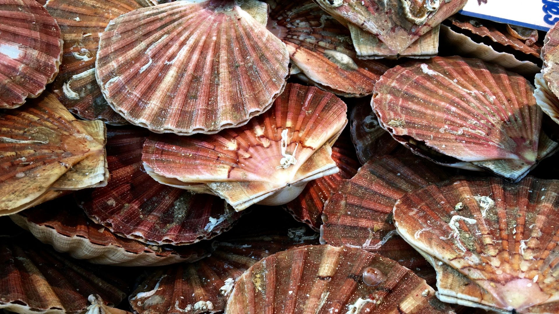 13. Les coquilles Saint-Jacques