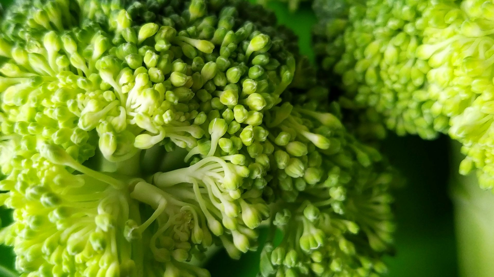 11. Brocoli