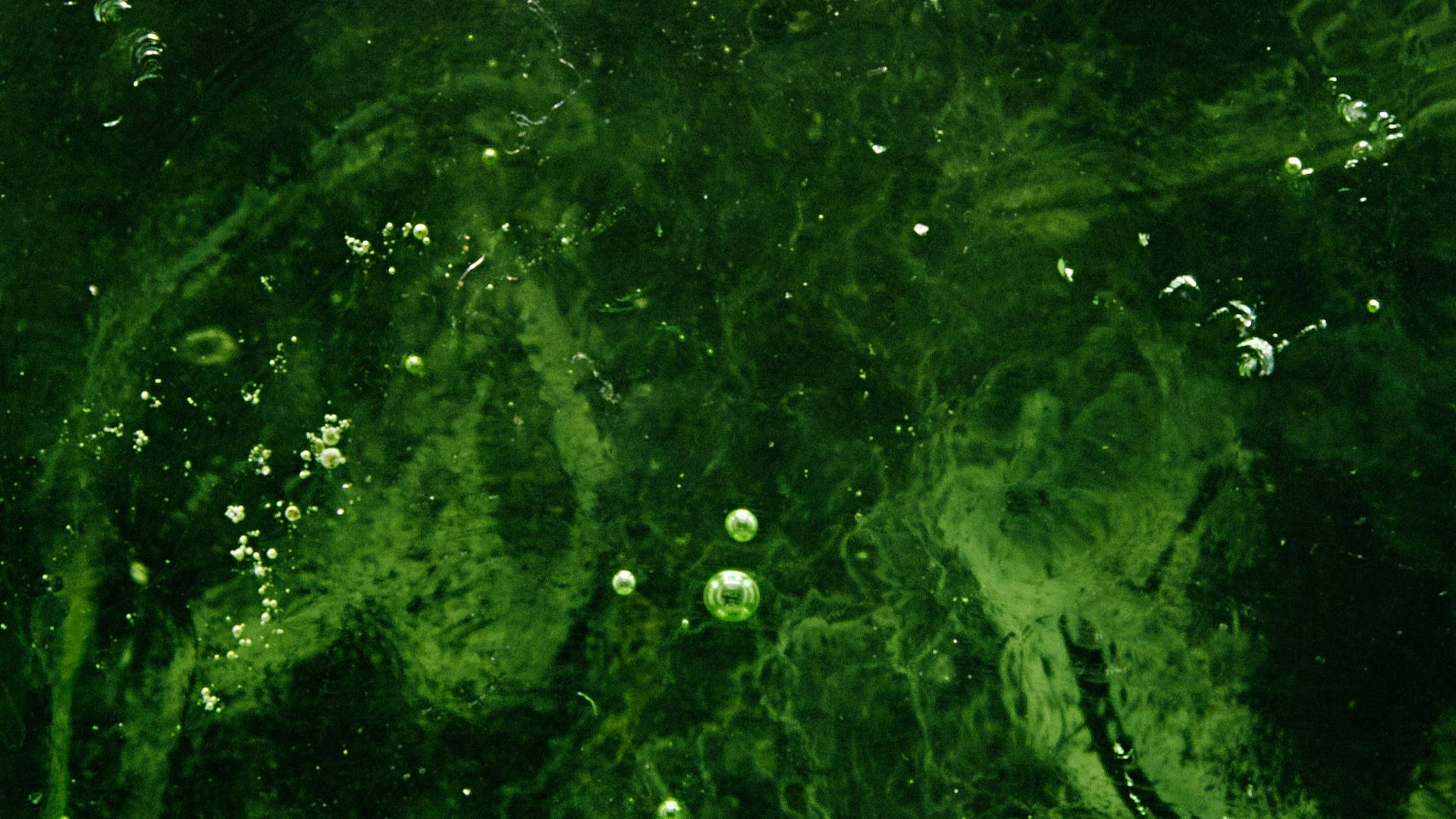 20. Algues bleu-vert
