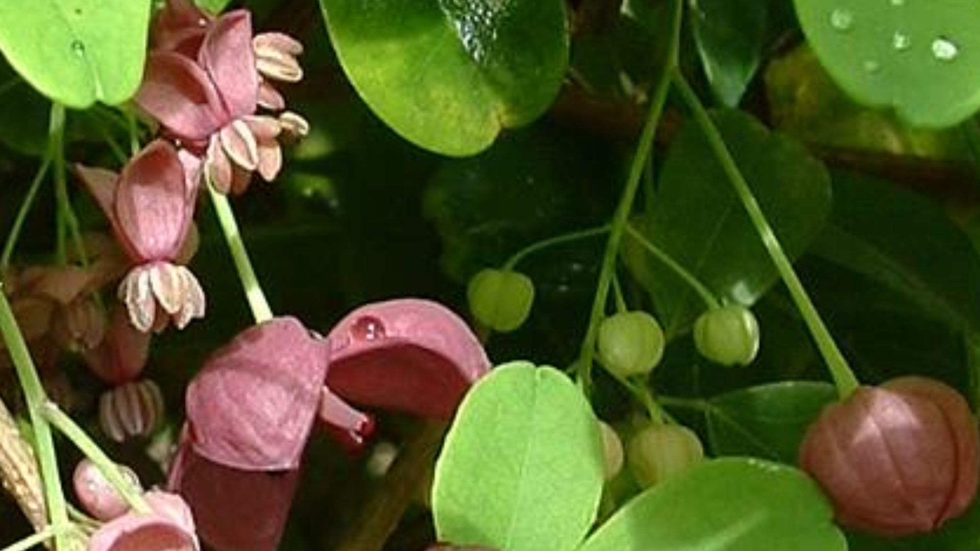 3. L'énigmatique Akebia Quinata