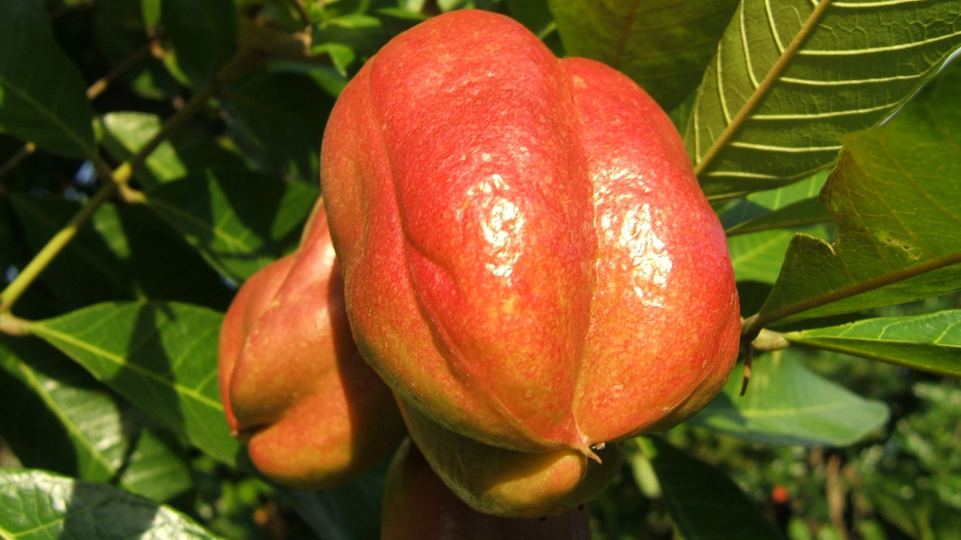 7. Ackee non mûr