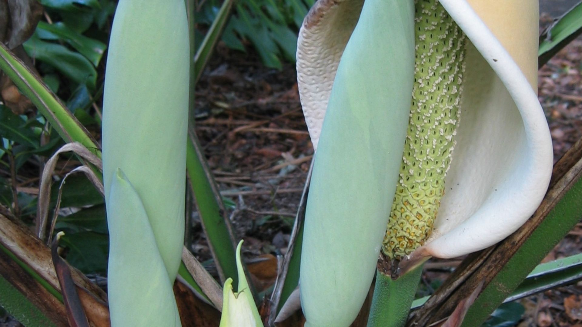 6. Le monstera deliciosa géant