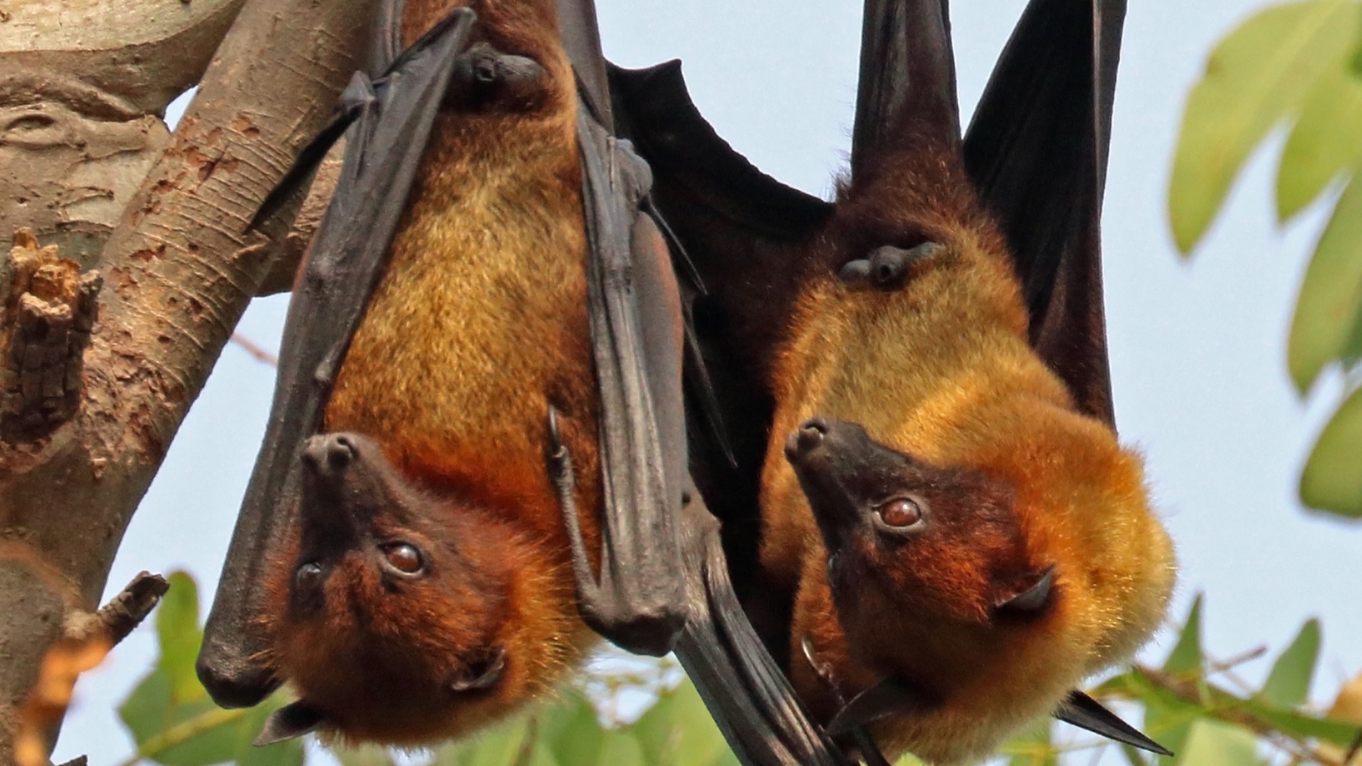 Virus Nipah : 10 faits à connaître et 10 mesures à prendre pour se protéger