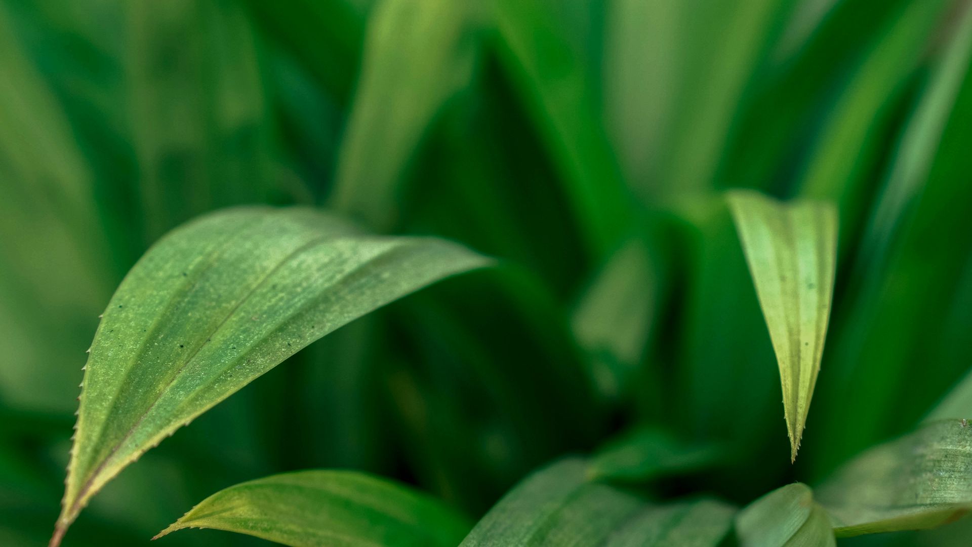 16. La feuille de pandan parfumée