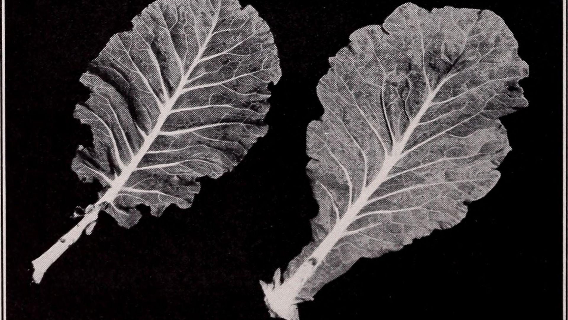 18. Feuilles de pissenlit et salades « du jardin »