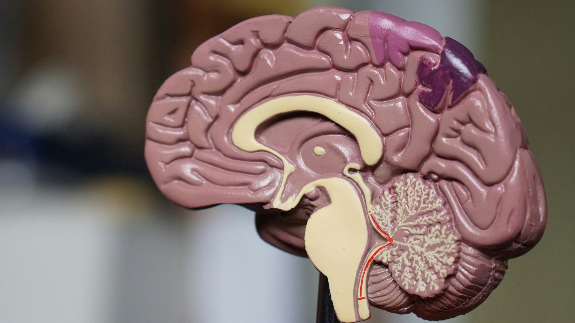 8. La théorie de l'esprit vierge