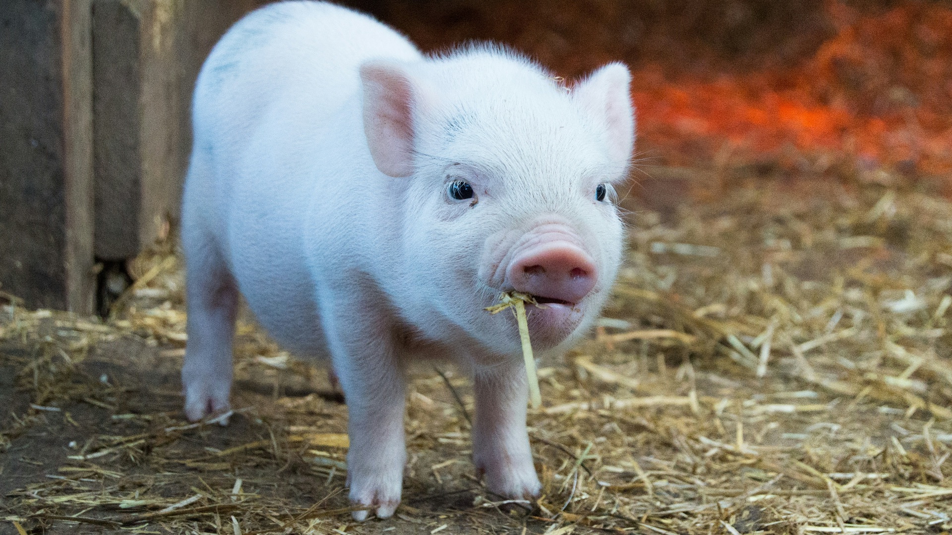 4. Évitez tout contact avec des animaux malades.