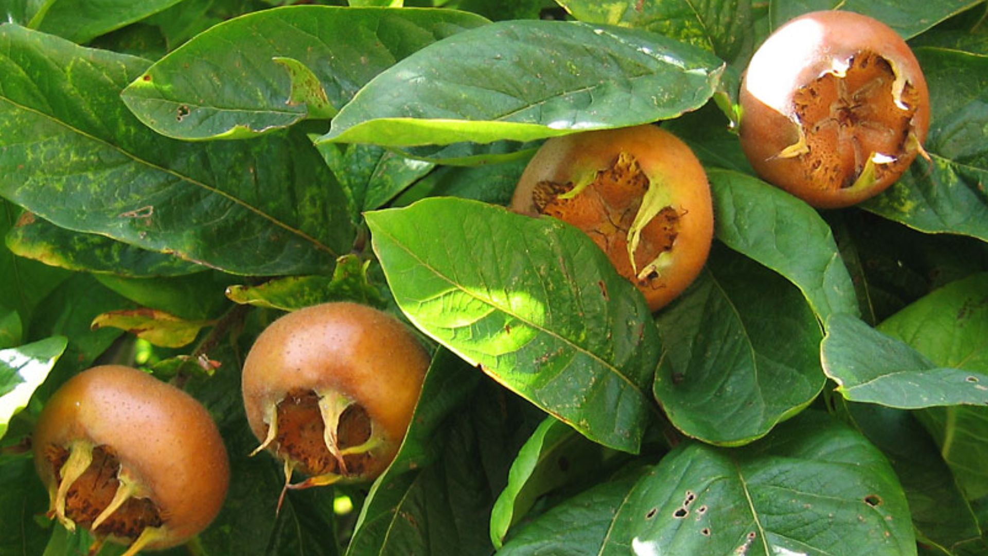 15. Nèfles astringentes