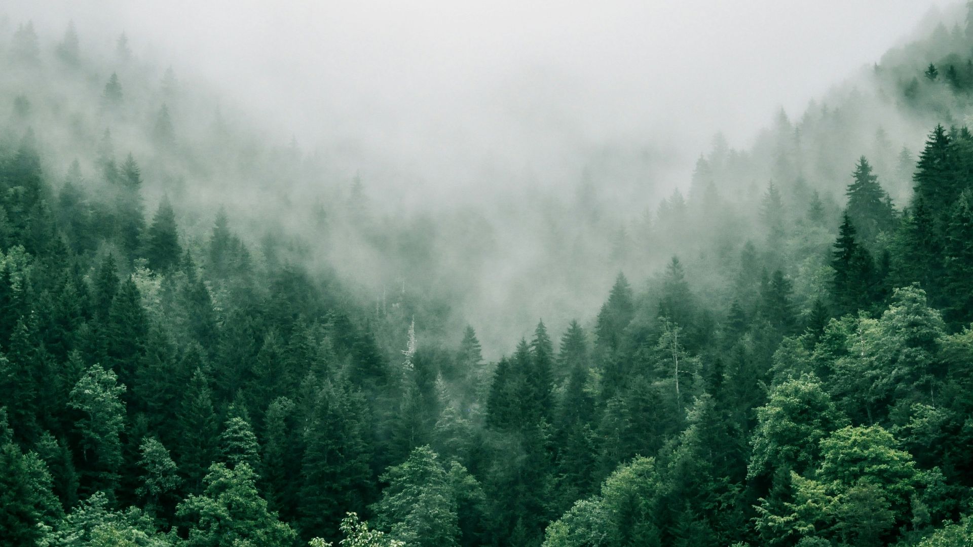 15. Garde forestier