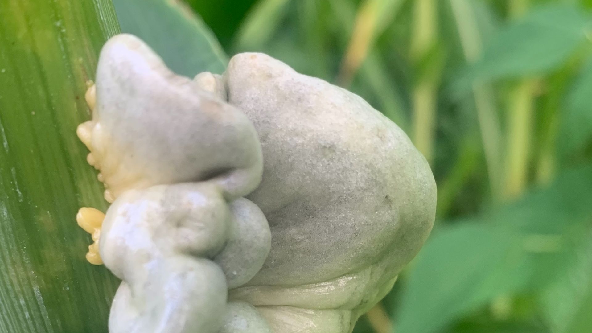 13. Cuitlacoche terreux