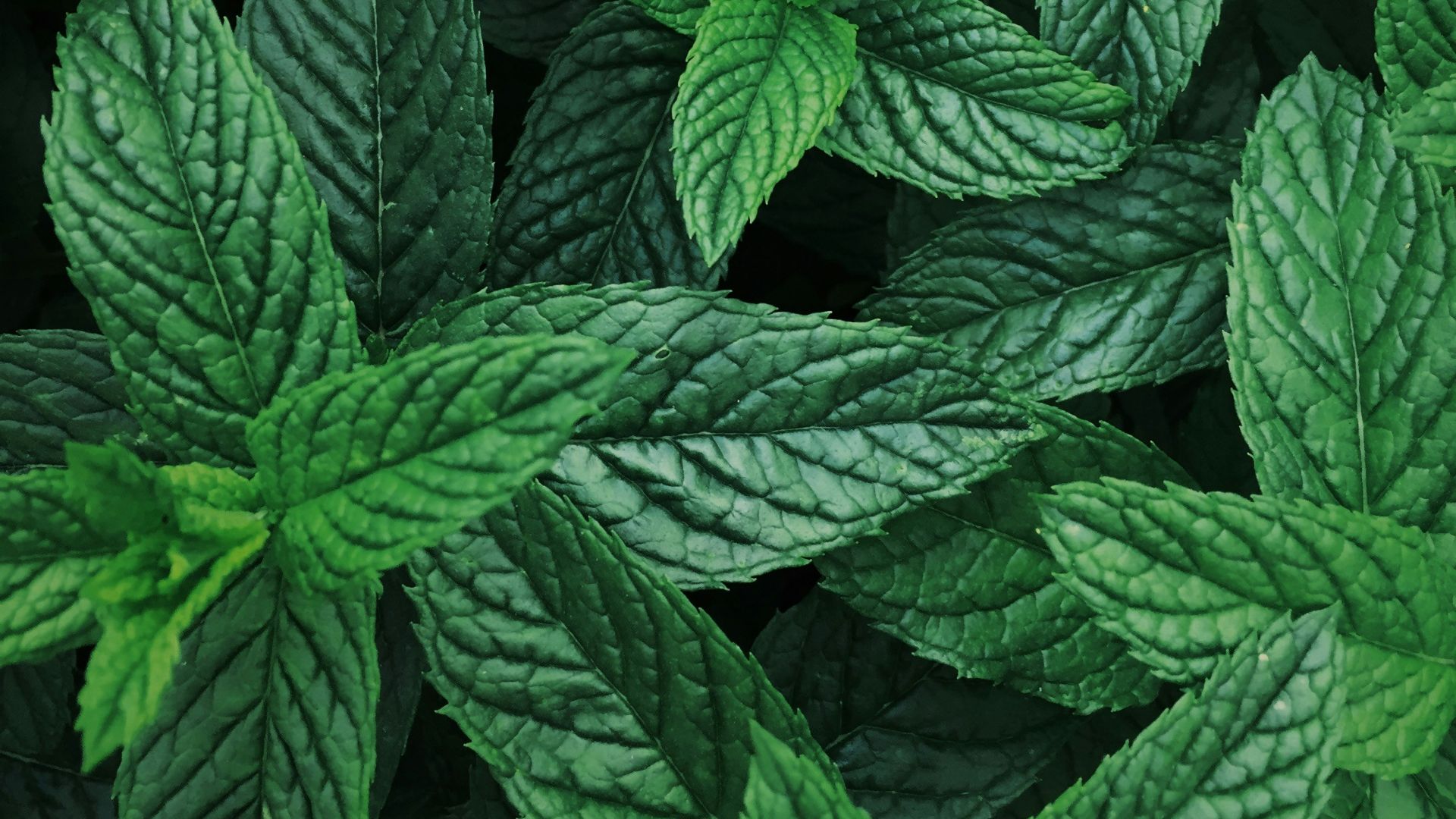 4. La menthe poivrée pour lutter contre l'indigestion