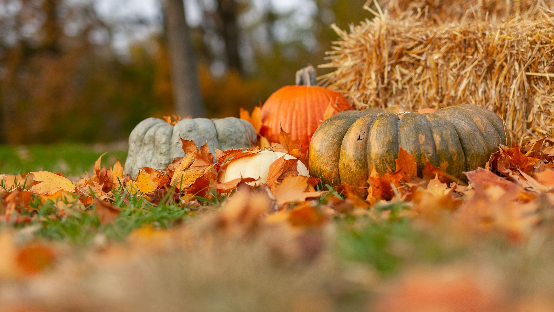17. Le lendemain de Thanksgiving