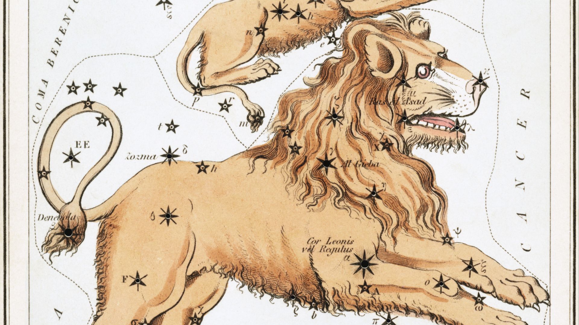 15. Lion