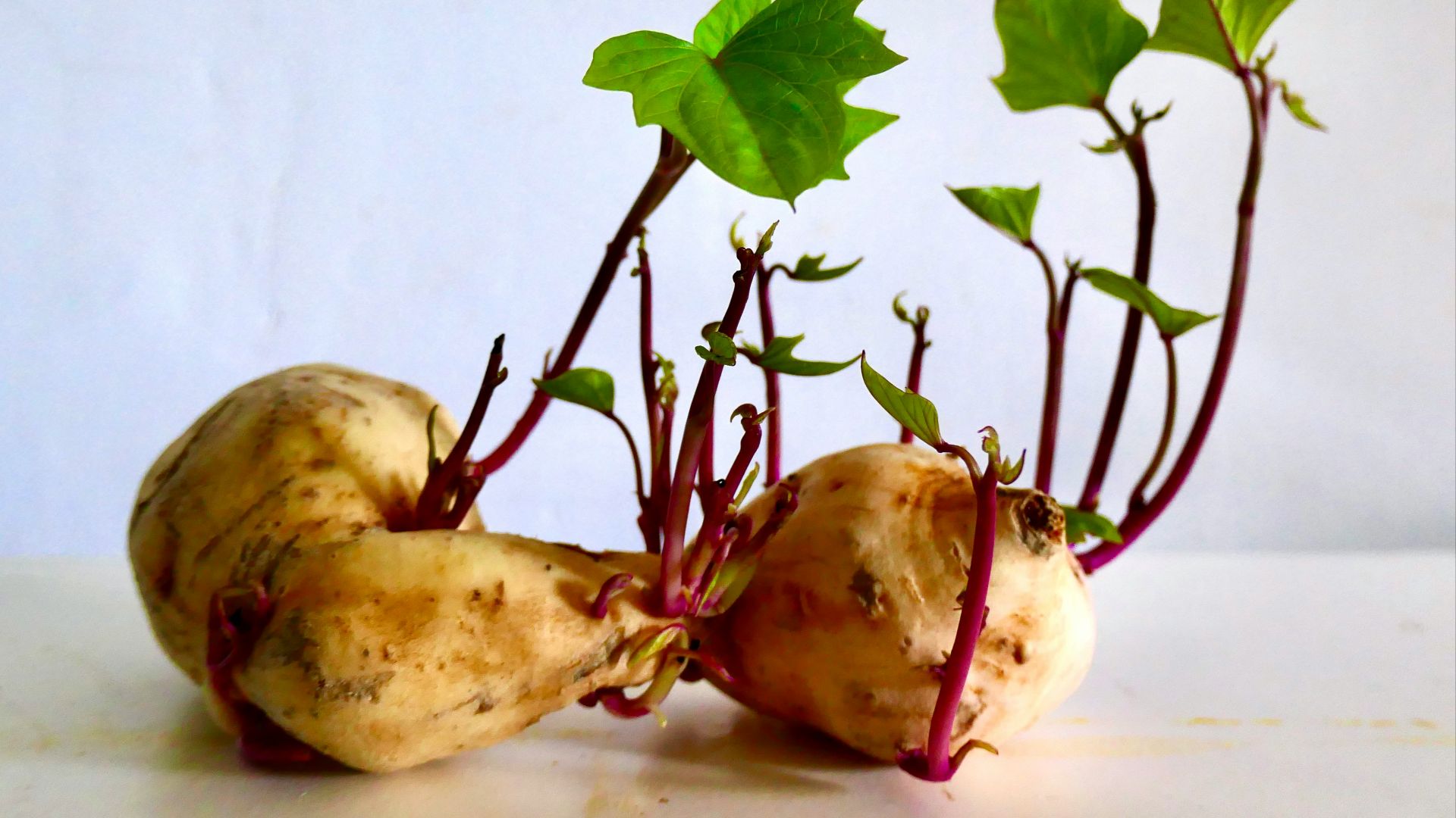 8. Pommes de terre vertes ou germées