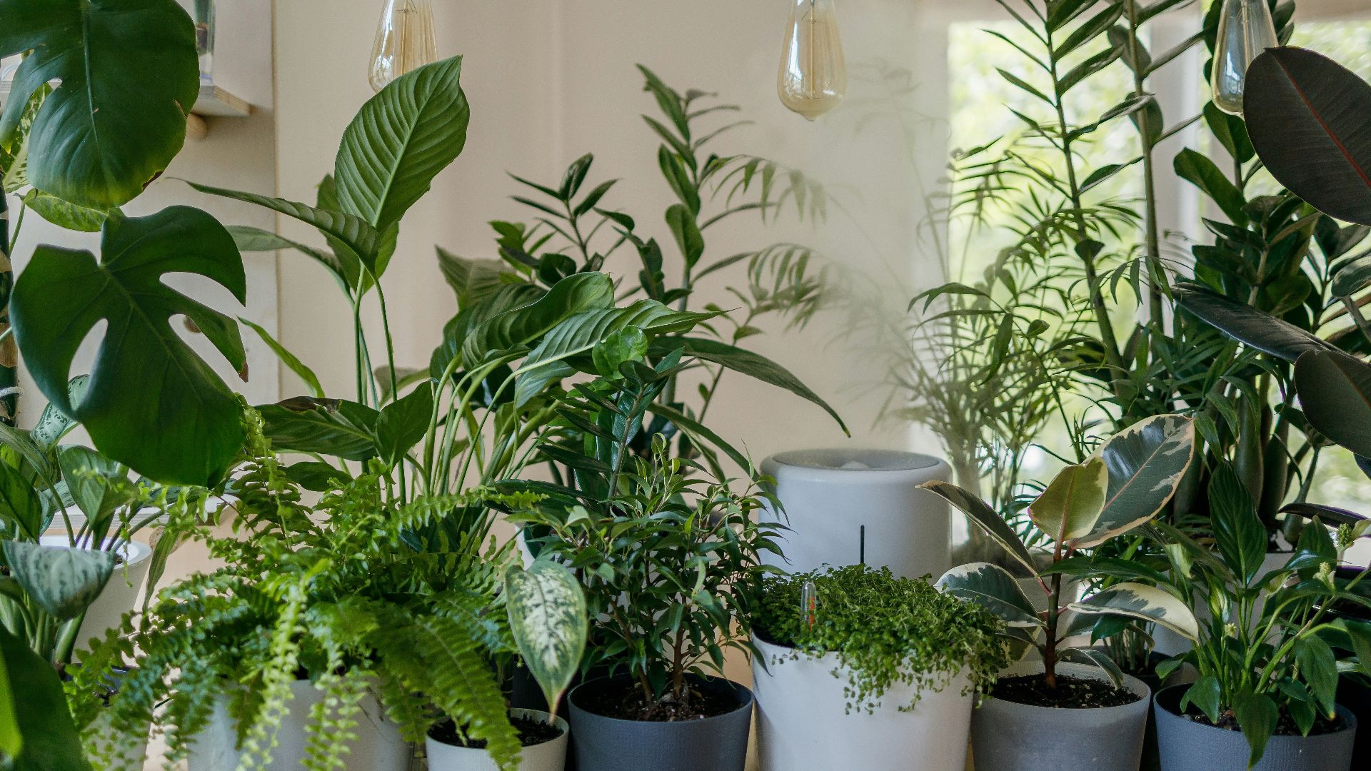 5. Plantes d'intérieur avec sève cachée