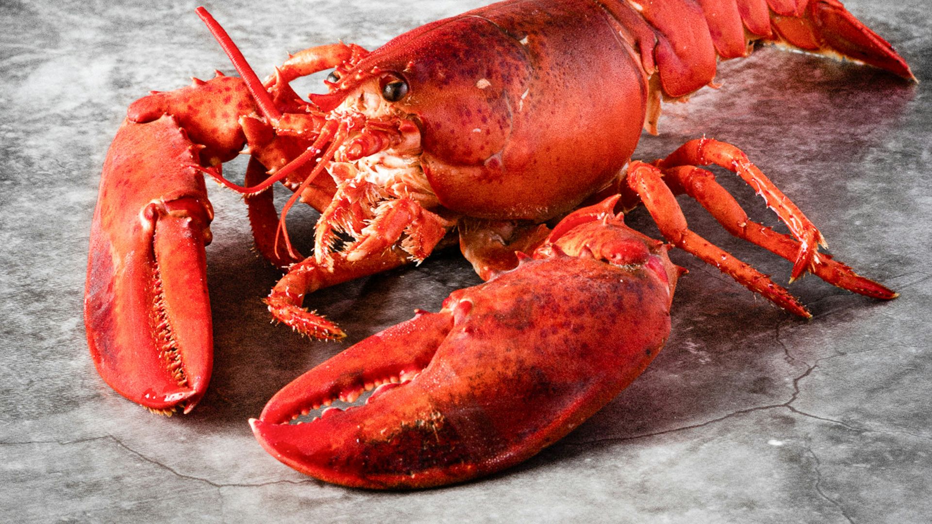 14. Homard