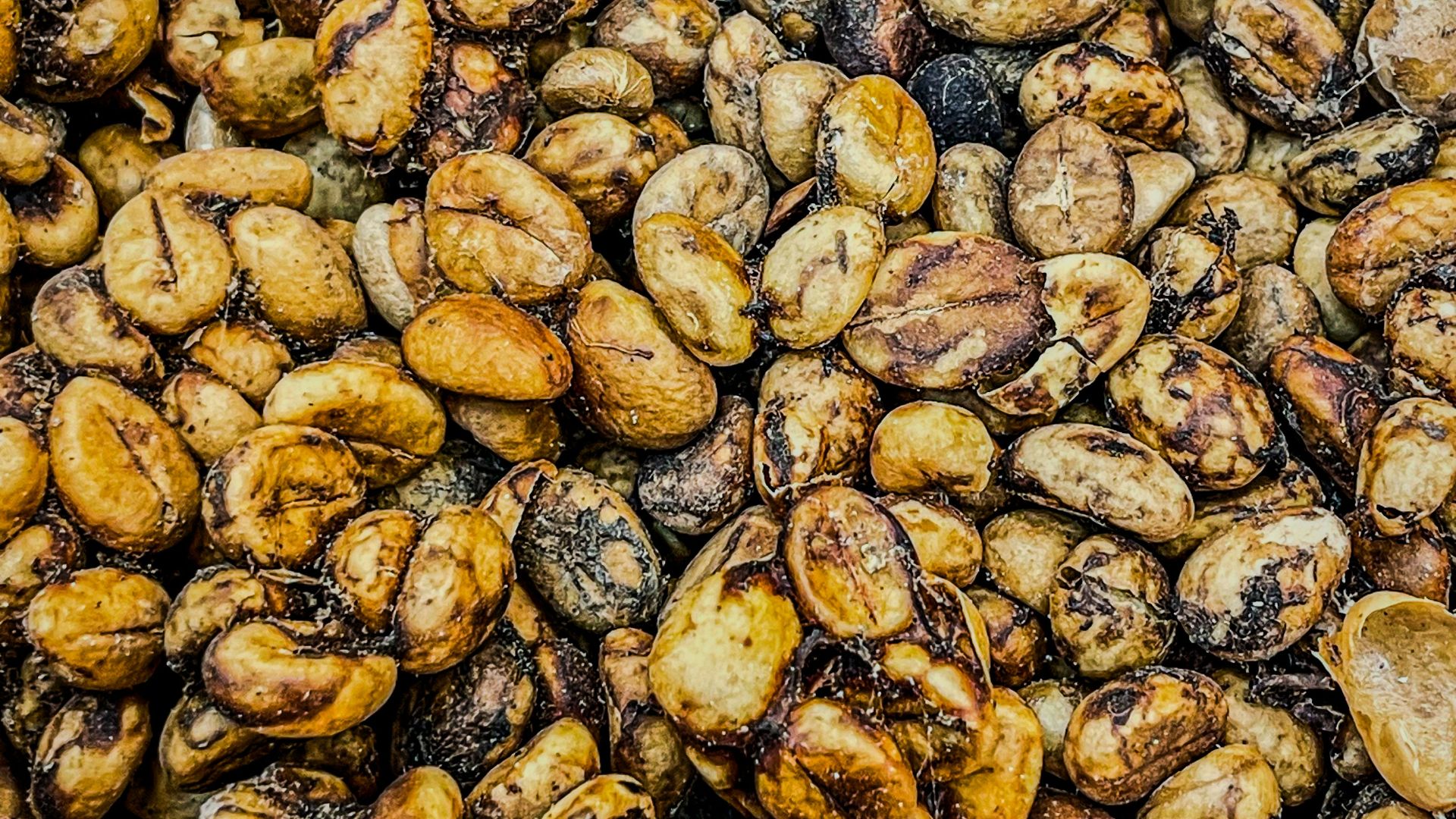 9. Café Kopi Luwak