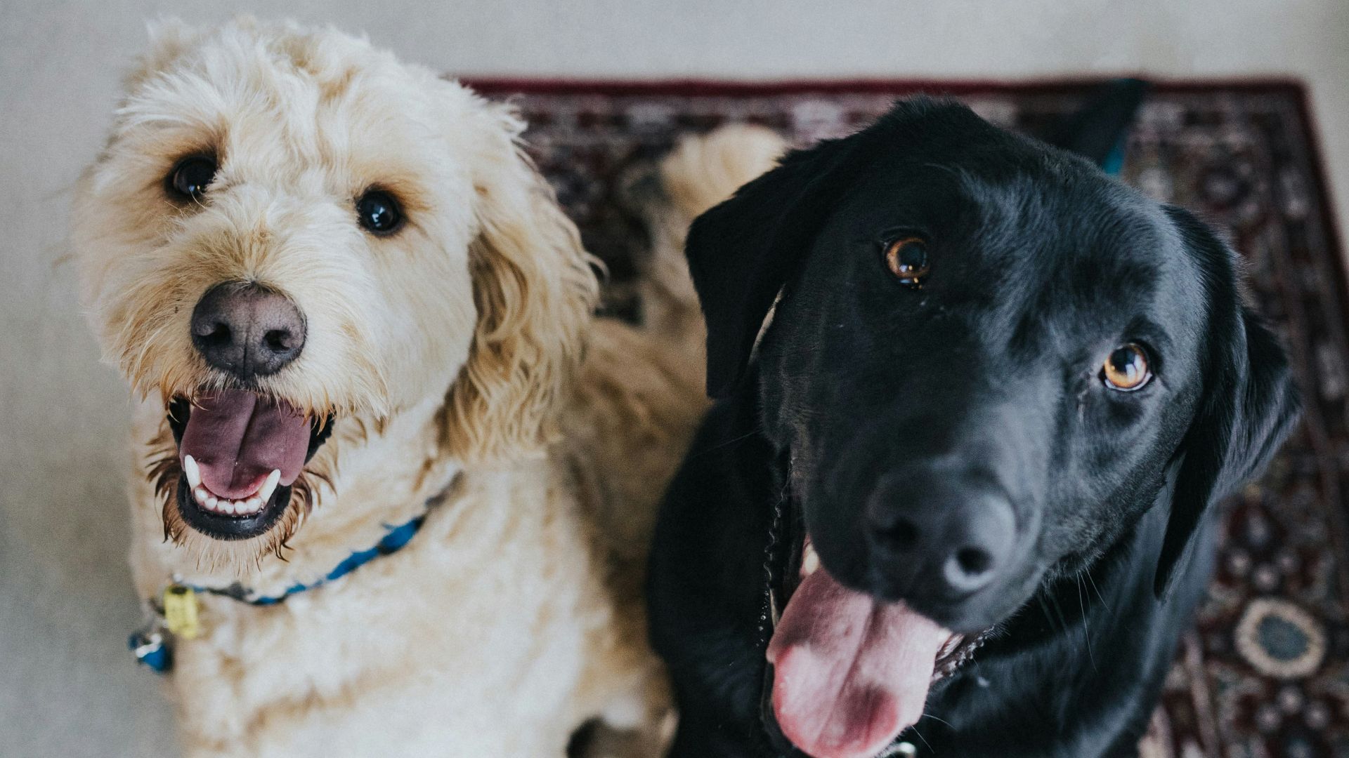 9. Ne laissez pas vos animaux domestiques entrer dans votre chambre à coucher.