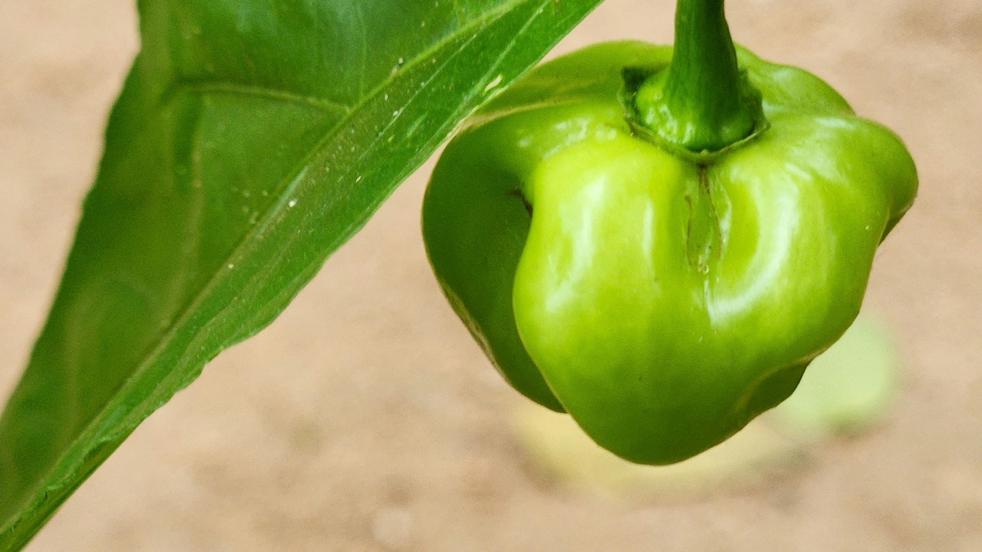 15. Sauce piquante Habanero ou Scotch Bonnet