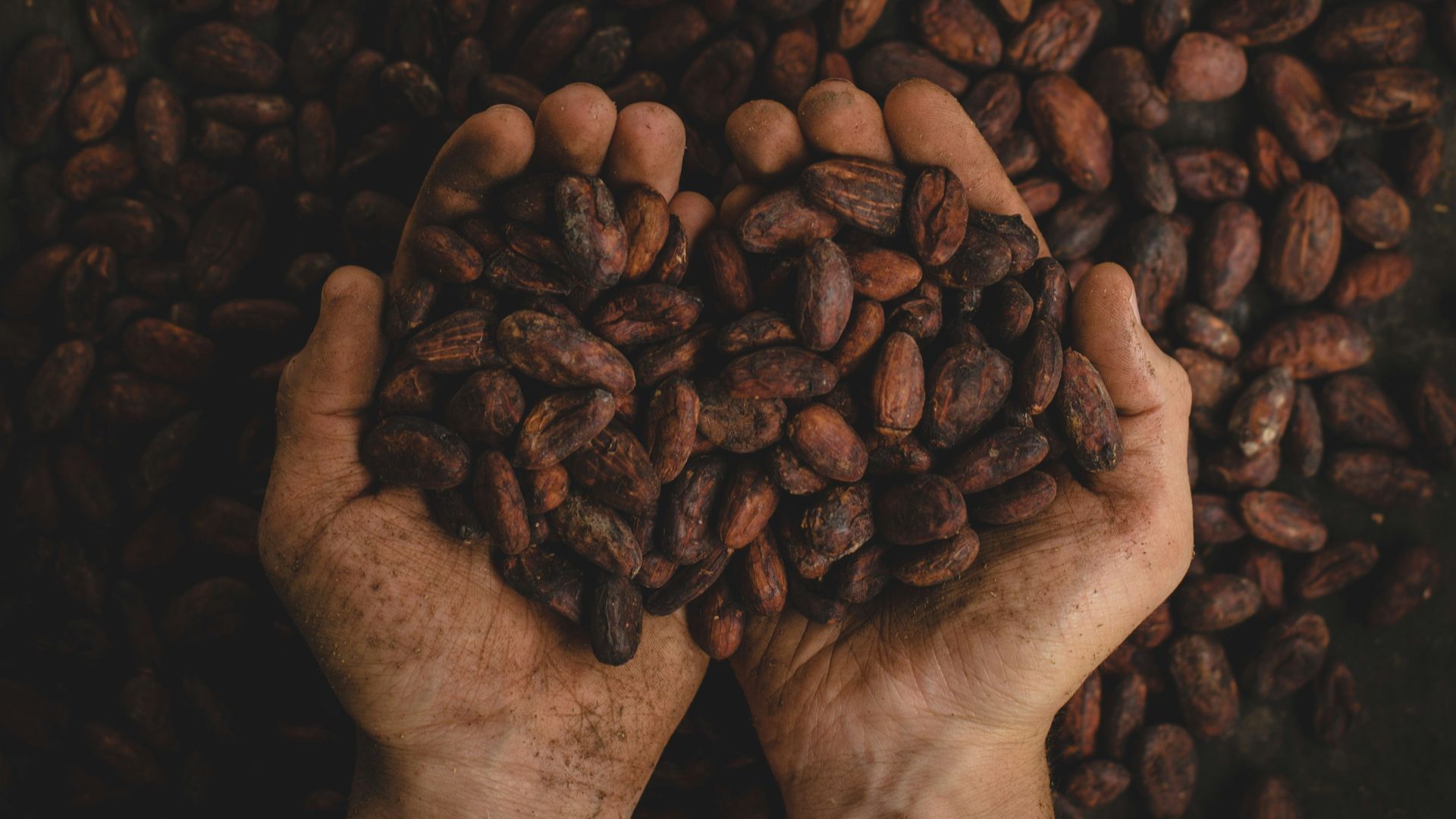 3. Cacao riche en flavanols