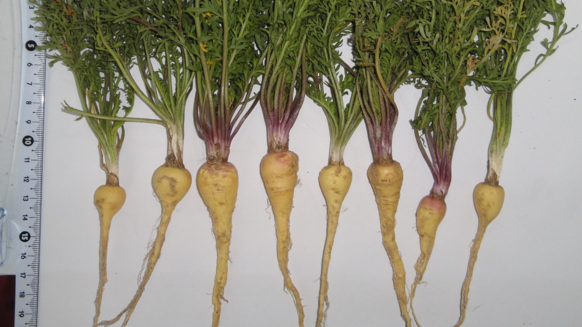 10. Maca