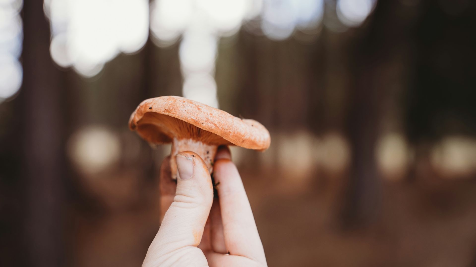 4. Champignons sauvages cueillis dans la nature