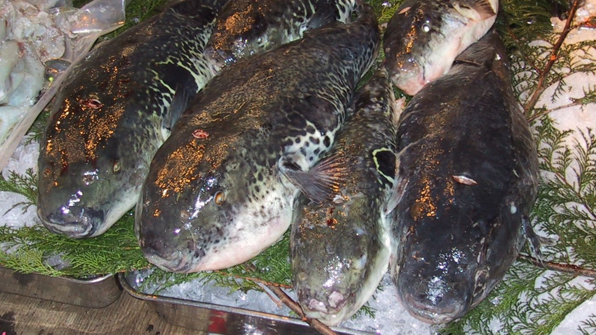 13. Fugu