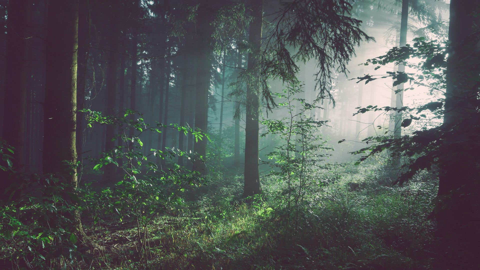 11. Les enfants verts de Woolpit