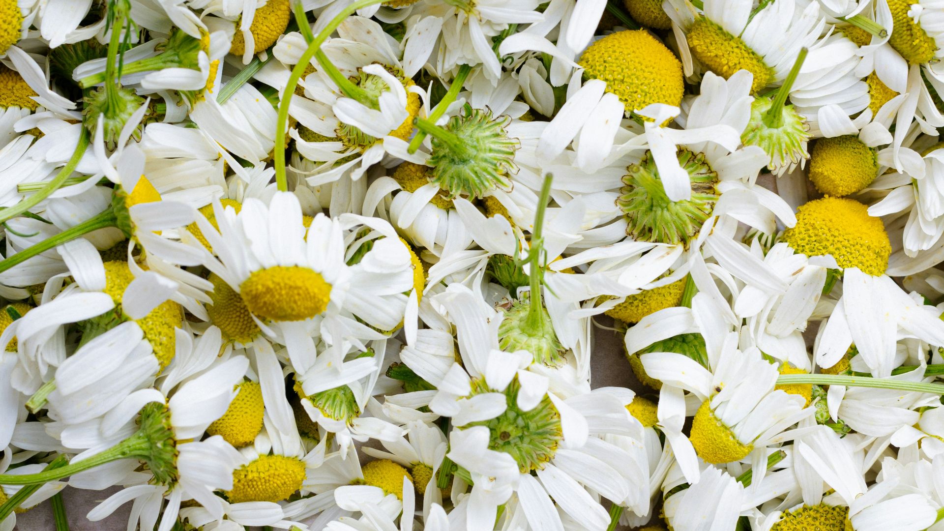 19. La camomille pour favoriser le sommeil et l'apaisement