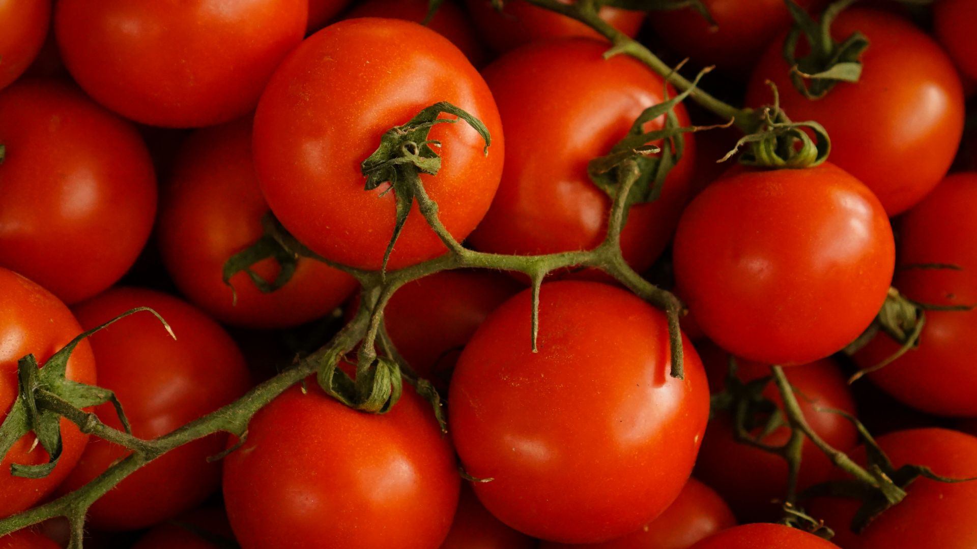 13. Tomates