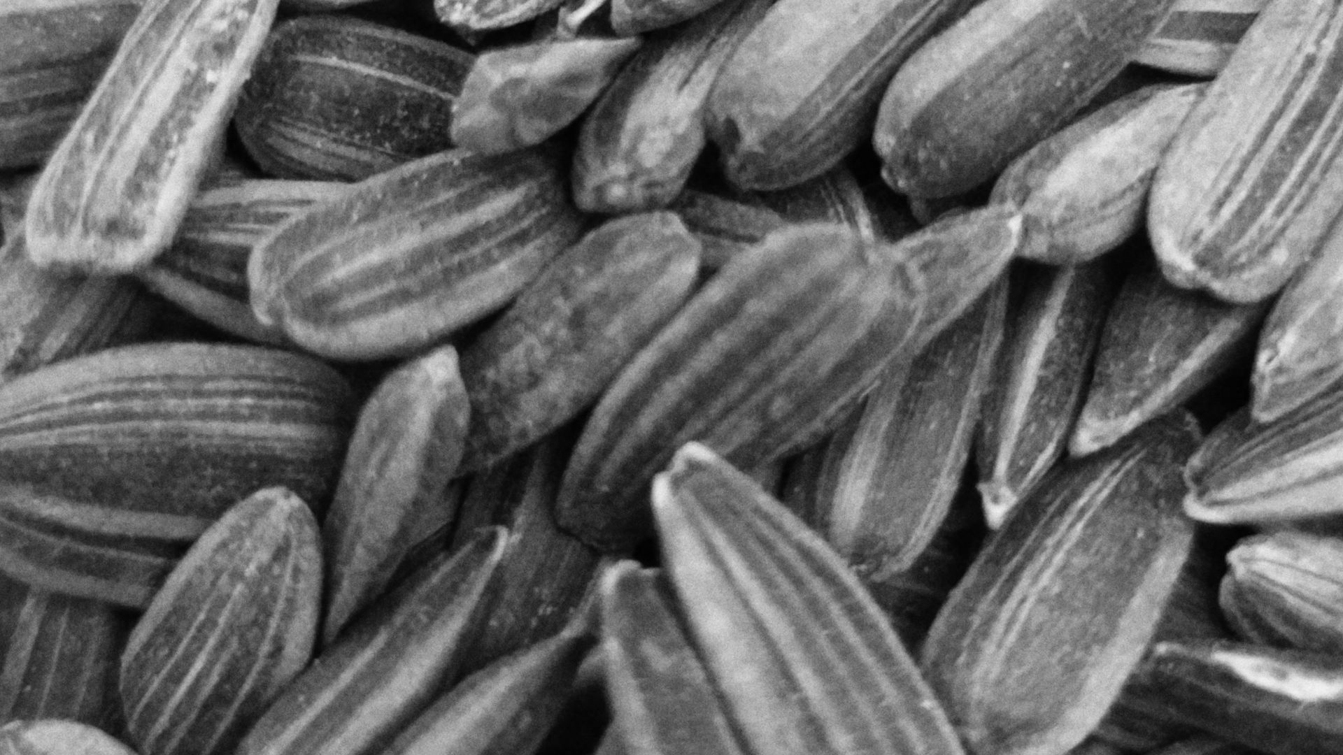 17. Coupelles au beurre de graines de tournesol