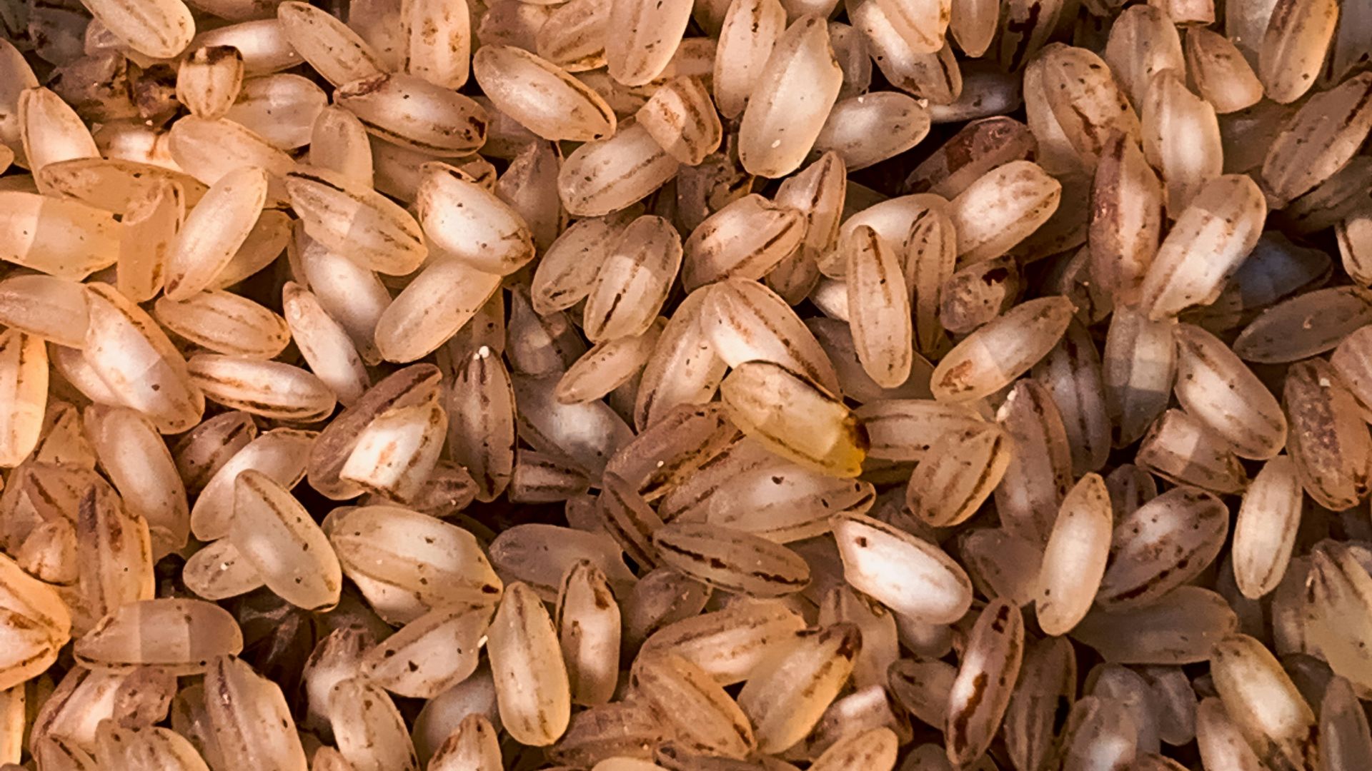 2. Le riz complet plutôt que le riz blanc
