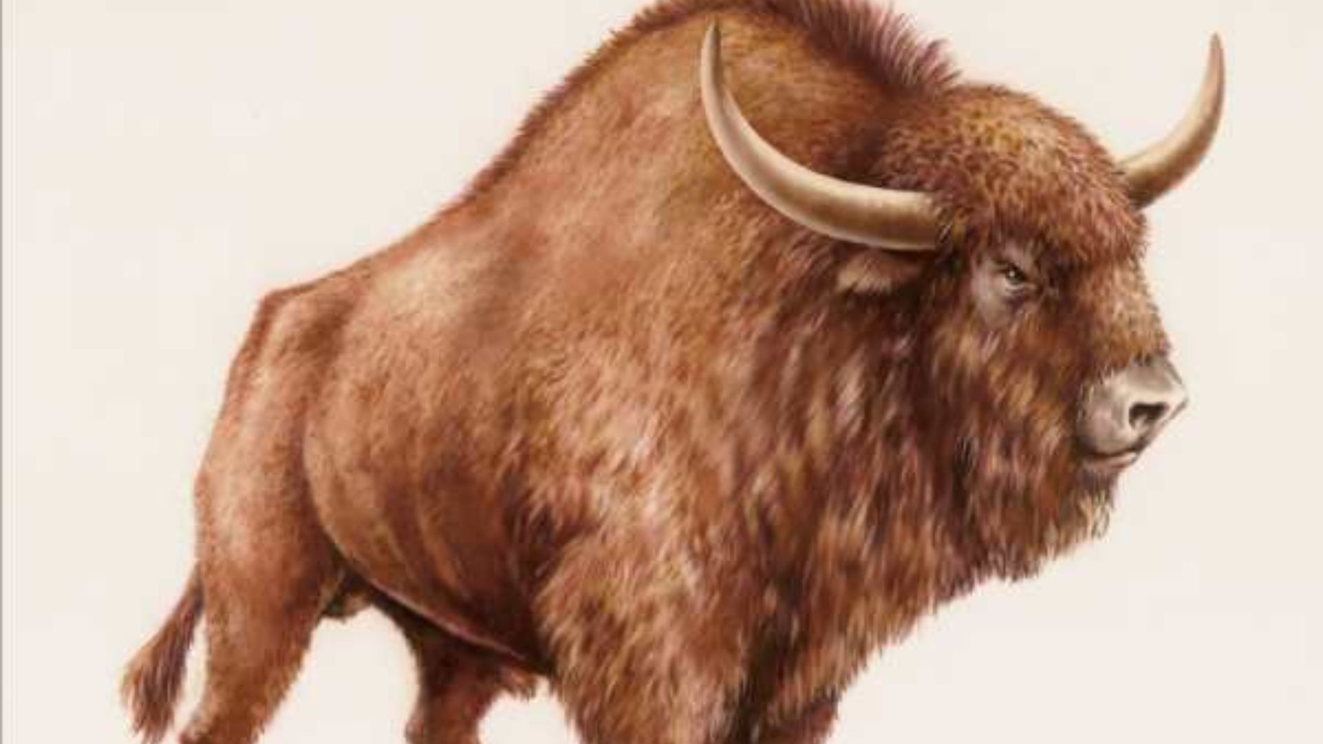 12. Bison des steppes