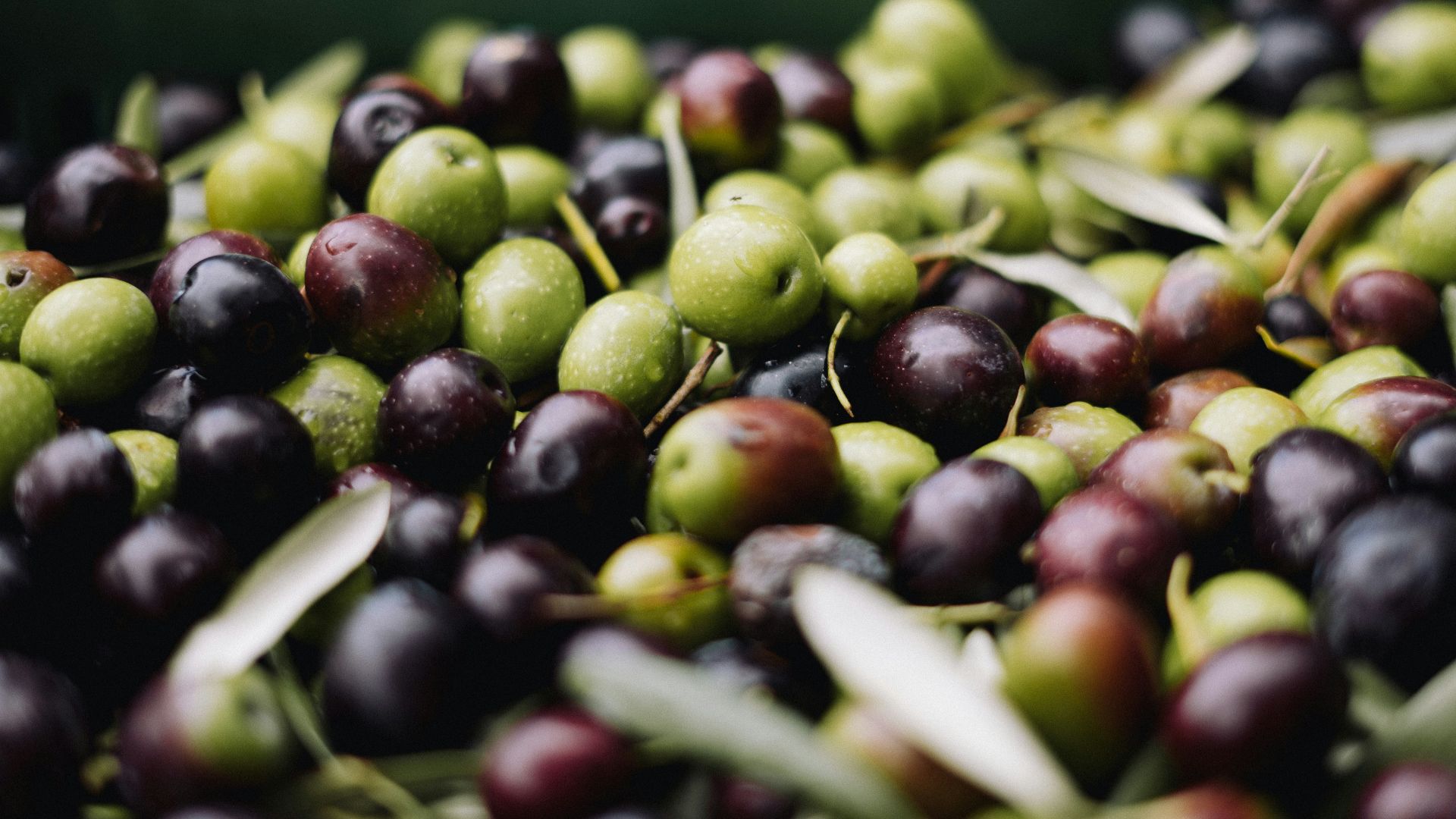 1. Olive