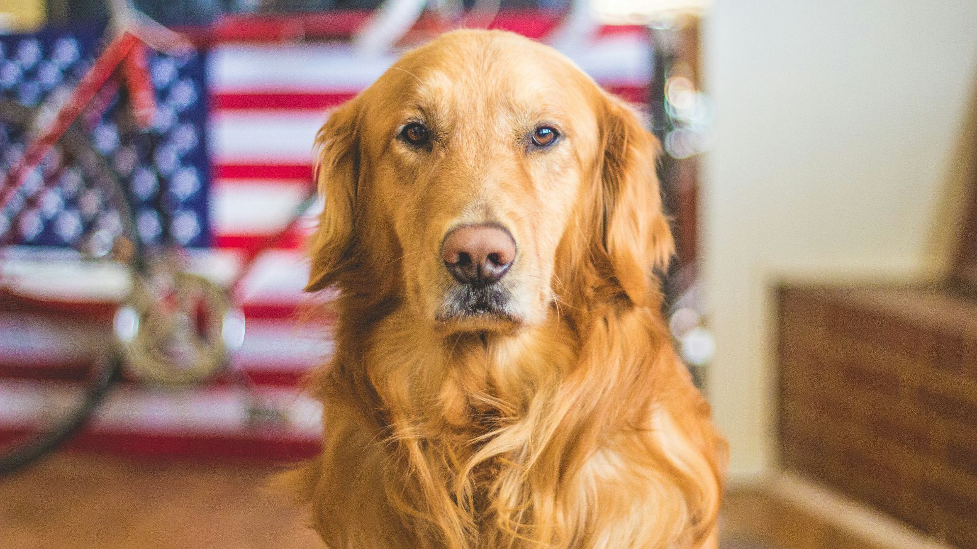 19. Jouez avec vos animaux de compagnie