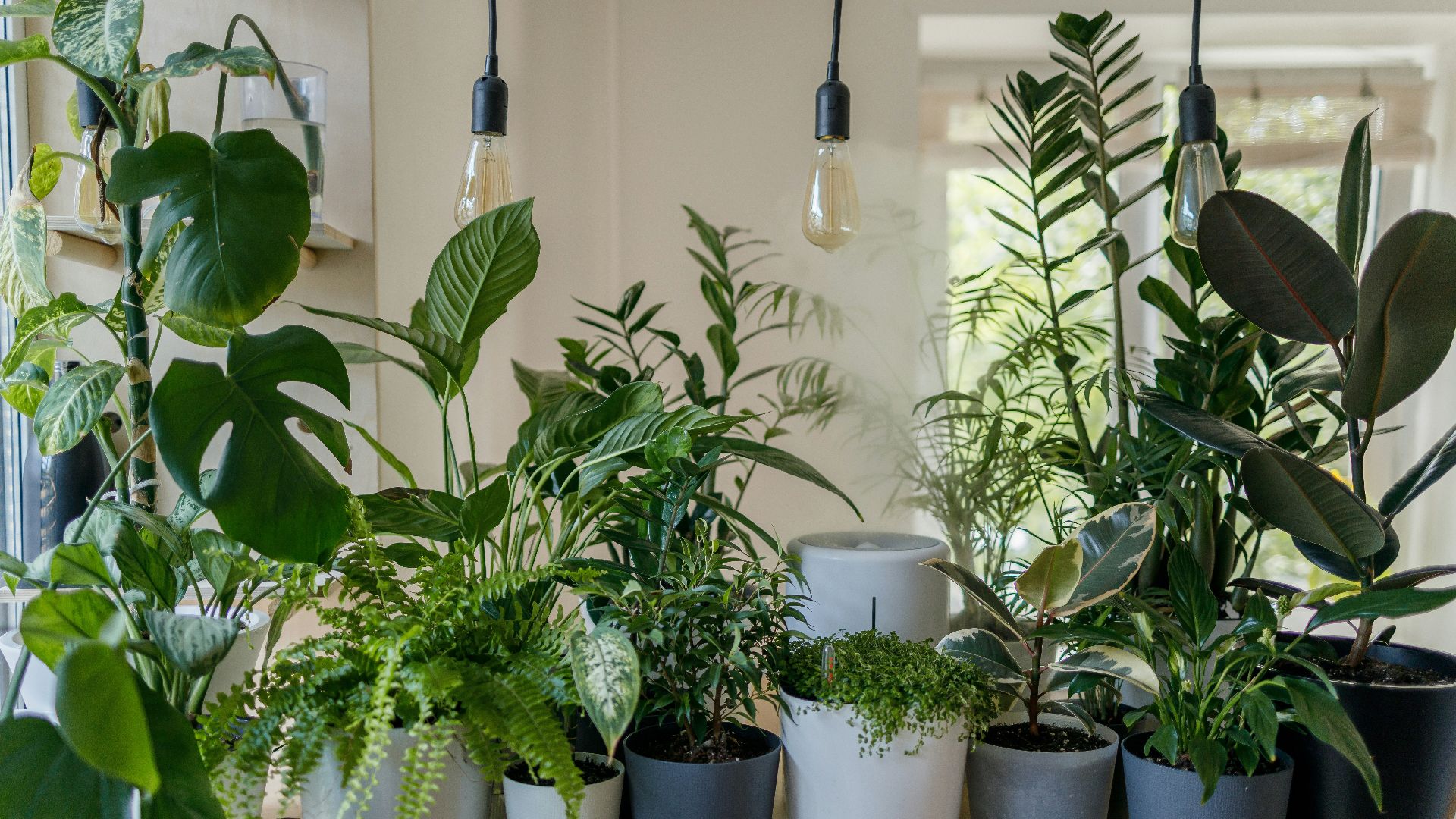 4. Plantes d'intérieur