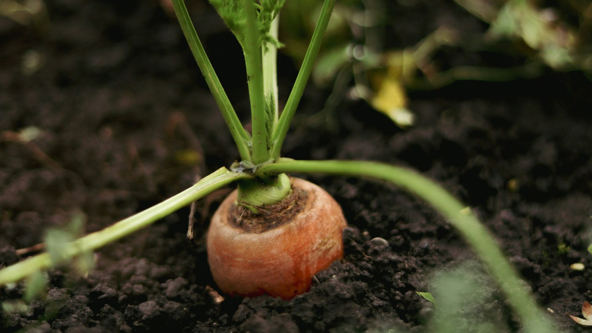 13. Cultiver une partie de votre propre nourriture