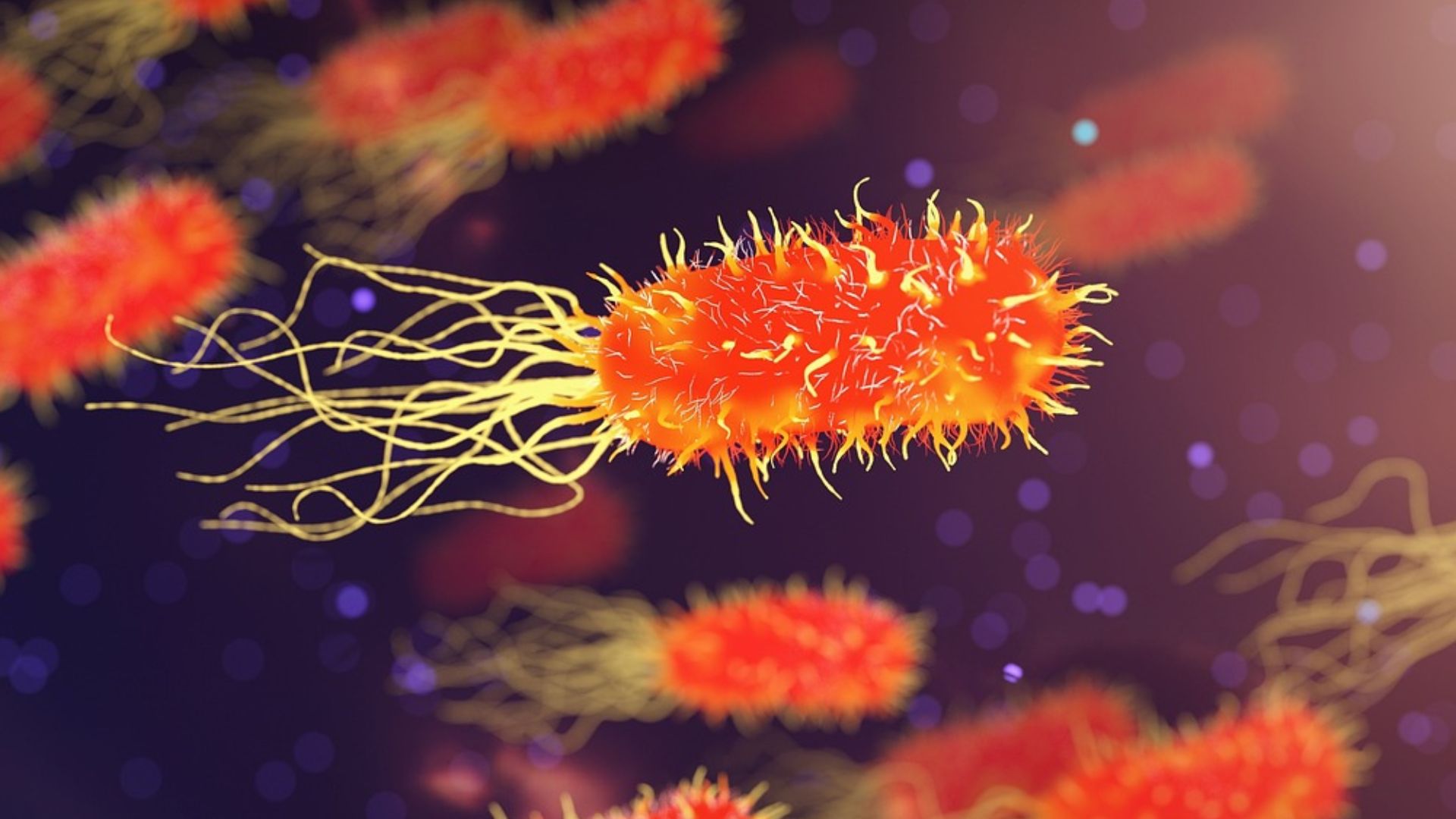 2. Rétrovirus endogènes