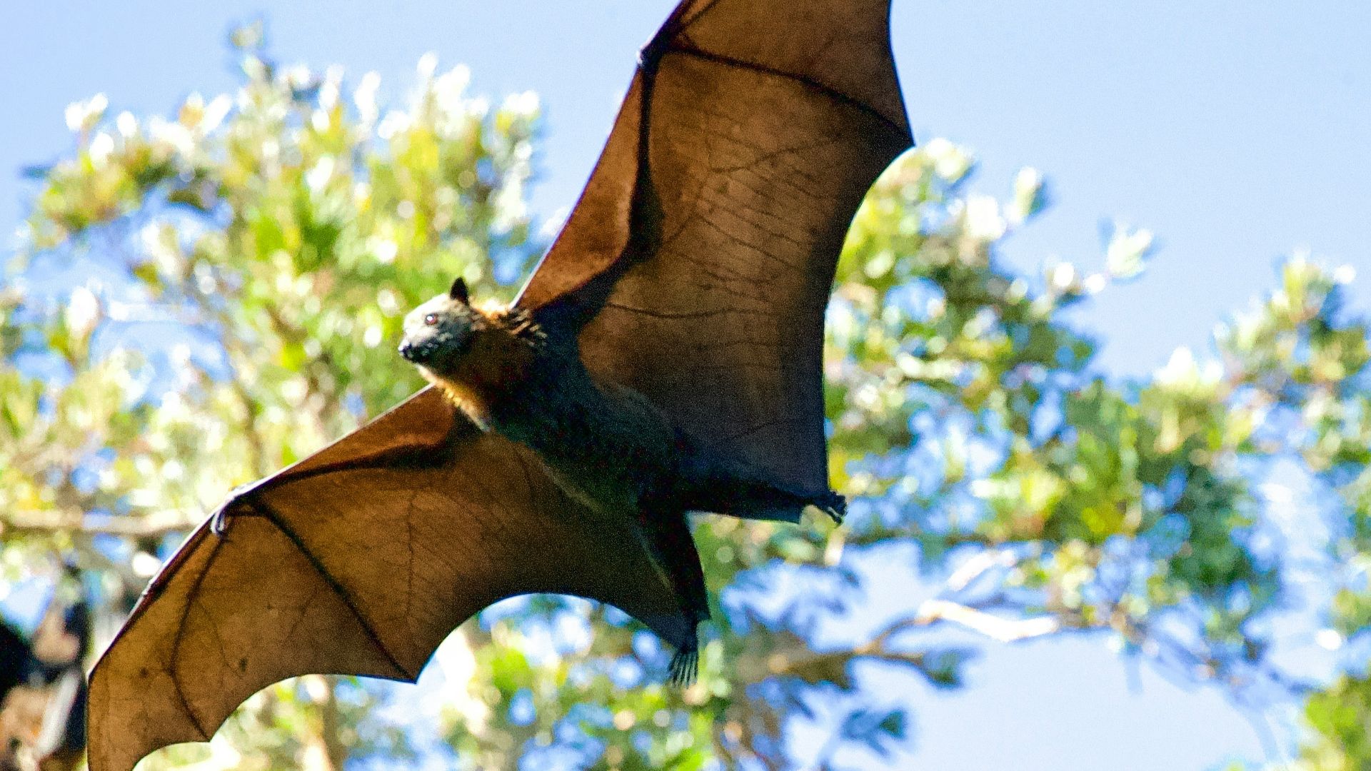 13. Les chauves-souris sont-elles aveugles ?