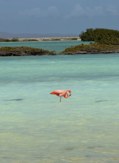 The Flemish in Bonaire