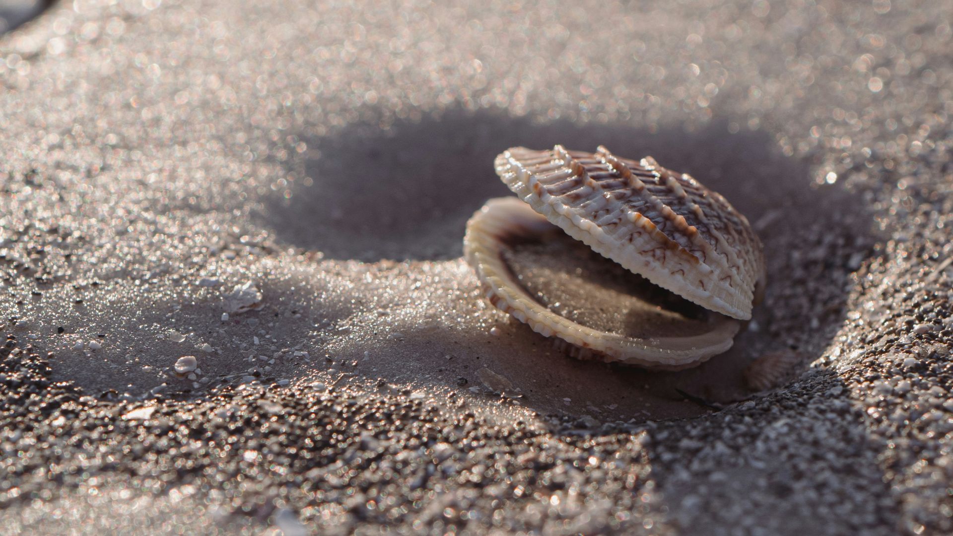 9. Coquilles