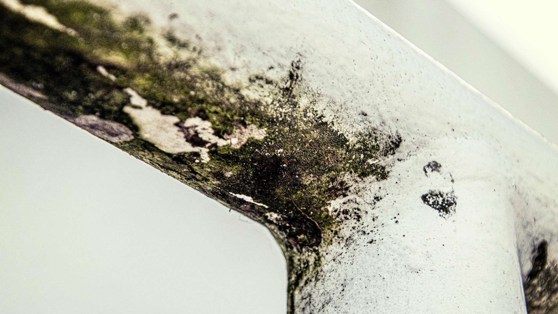 5. Spores de moisissure